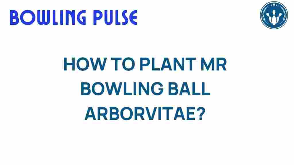 mr-bowling-ball-arborvitae-planting-tips